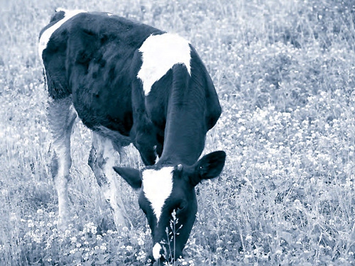 История болезни крс. Ветеринария КРС моцион. Псевдомоноза сельскохозяйственные животные. Лекарство для коров.