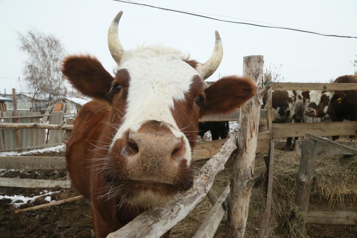 Продажа Сельхоз Животных Назарово