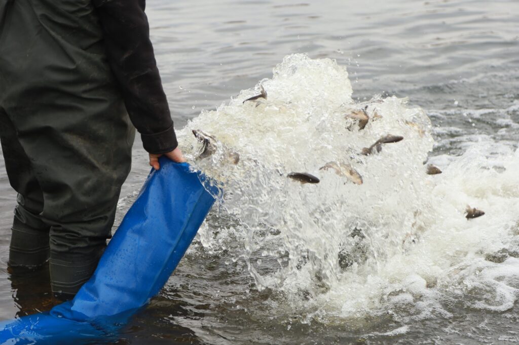 Новая жизнь в реке Аят