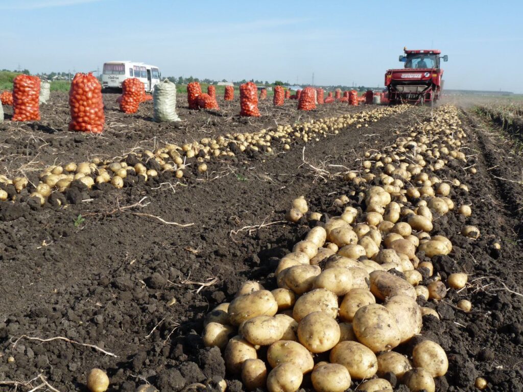 Как дела на картофельном поле?