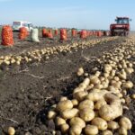 Как дела на картофельном поле?