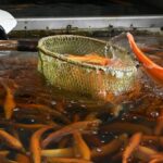 Победа для малого бизнеса: снят барьер на господдержку в рыбоводстве