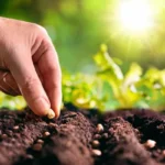 Аграрии Костанайской области могут получить господдержку на приобретение семян