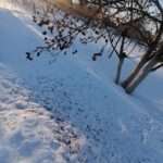 Сад-огород. Активно готовимся к дачному сезону!