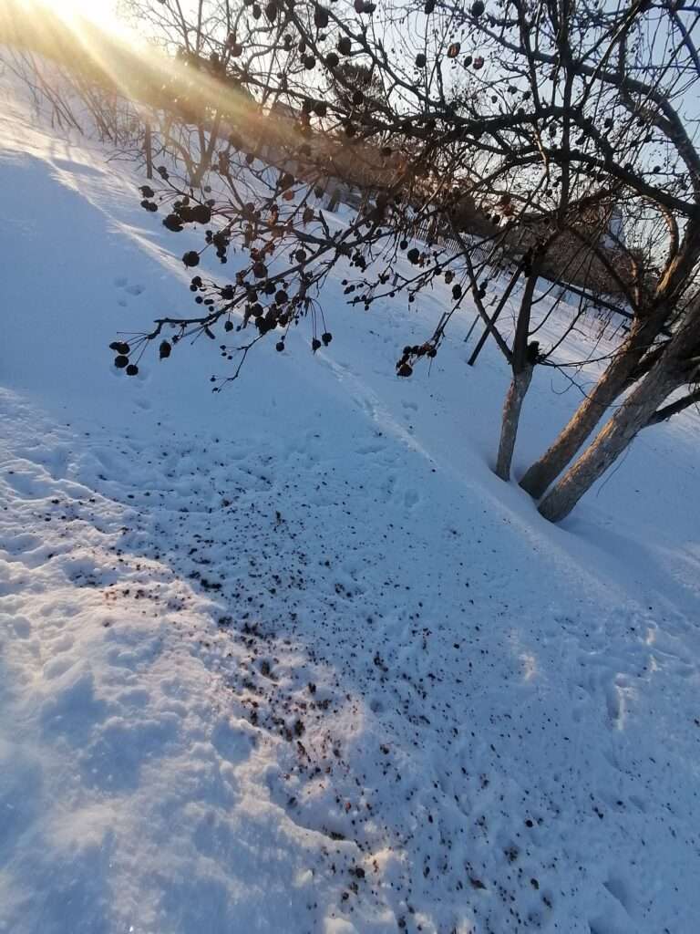 Сад-огород. Активно готовимся к дачному сезону!