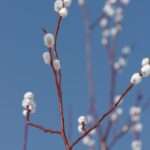 Вербное воскресенье отметят православные 5 апреля