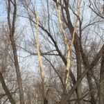 Тайна голых деревьев в костанайском триатлон-парке