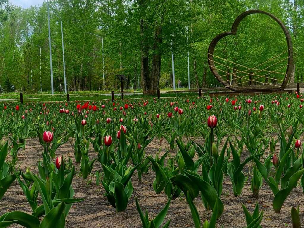 В Триатлон-парке зацвело тюльпановое поле